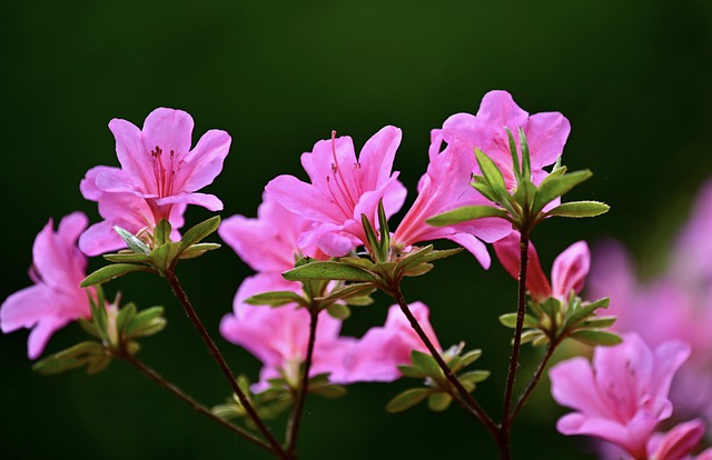 Rhododendron verzorgen