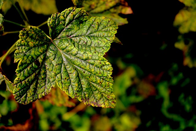 Wat is de bladvlekkenziekte bij kamerplanten en hoe verhelp je deze?