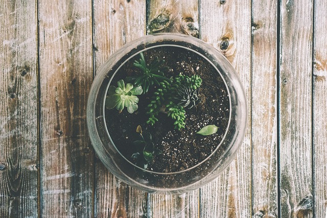 Planten in een glazen bol: de nieuwste plantentrend