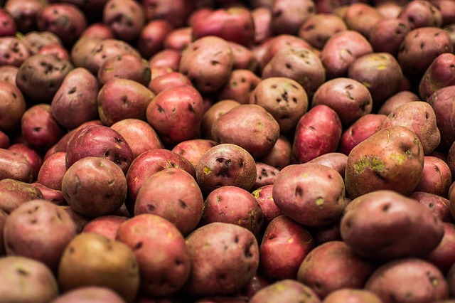 Aan de slag met het kweken van zoete aardappelen